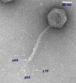 Bacteriophage T5